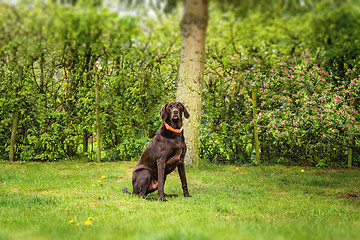 Image showing Brown labrador dog sitting on a lawn