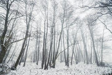 Image showing Misty winter in a forest with barenaked trees