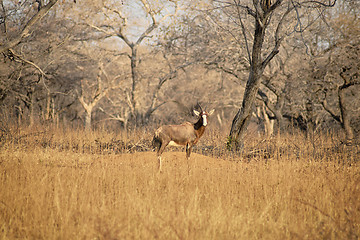 Image showing Blesbuck standing on the dry savannah