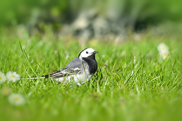 Image showing Wagtail bird on a green lawn in the spring