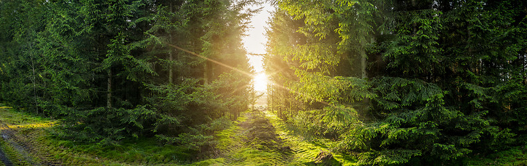 Image showing Green forest panorama scenery with sunlight