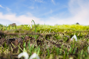 Image showing Snowdrop flowers on a green meadow in the spring