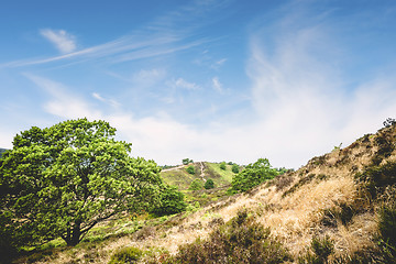 Image showing Green trees on a hill side in the summer