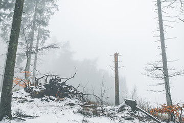 Image showing Misty weather in a forest at wintertime