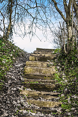 Image showing Wooden stairs in a forest with green ivy