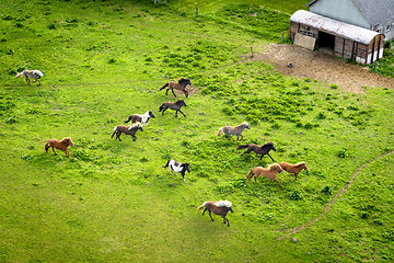 Image showing Various wild horses running on a green field