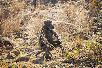 Image showing Baboon sitting on a rock on the savannah