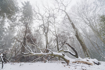 Image showing Fallen tree in a misty forest in the winter