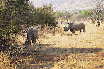 Image showing Couple of rhinos grazing on the savannah