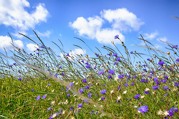 Image showing Wildflowers in rural environment in the summer