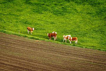 Image showing Cattle on a green field in a rural environment