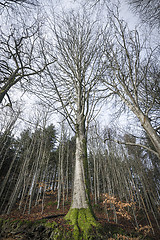 Image showing Tall tree in a forest in the fall