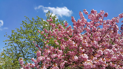 Image showing Beautiful branches of flowering spring trees on blue sky