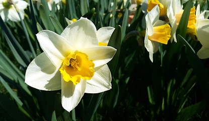 Image showing Close-up of beautiful bright Narcissus flowers