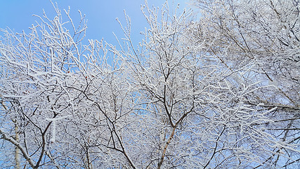 Image showing Beautiful branches of birch covered with snow and hoarfrost