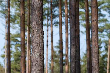 Image showing One focused pine tree trunk in a bright forest