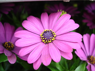 Image showing flower