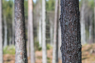 Image showing Pine tree trunk closeup in a bright forest