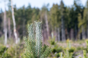 Image showing Pine tree plant protected against wild animals