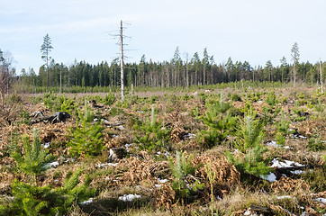 Image showing Sunlit pine tree plantation with a dead tree