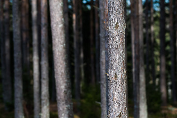 Image showing Sunlit pine tree trunk in the woods