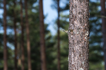 Image showing Pine tree trunk close up with a  forest in the background