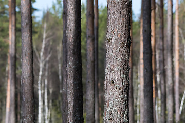 Image showing Focus on one pine tree trunk amongst many tree stems