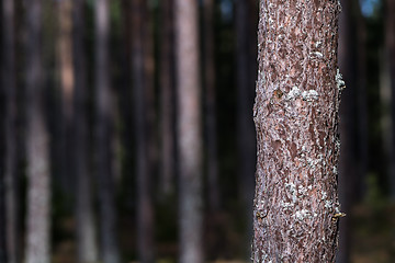 Image showing Growing pine tree stem close up