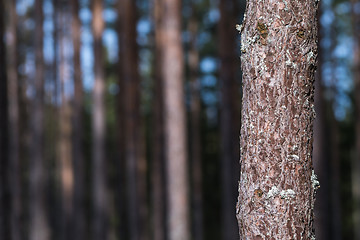Image showing Growing pine tree trunk close up