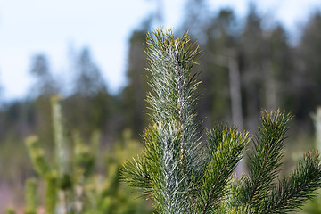 Image showing Young pine tree plant with treatment against animals