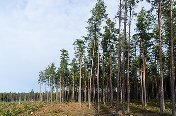 Image showing Growing pine tree forest beside a pine tree plantation