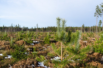 Image showing Growing pine tree plants by springtime