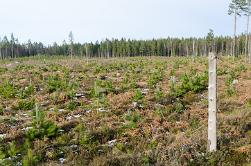 Image showing High stump left in a pine tree plantation