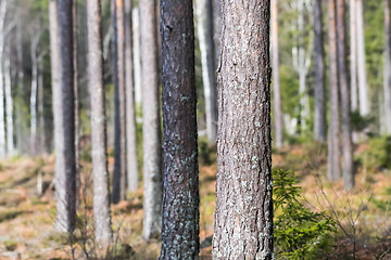 Image showing Sunlit pine tree stem closeup in a bright forest