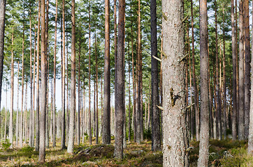 Image showing Bright growing pine tree forest