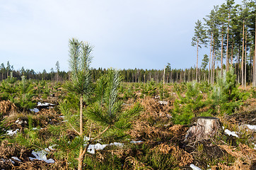 Image showing Pine tree plantation in the woods