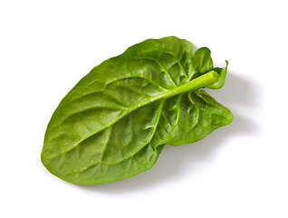 Image showing fresh spinach leaf