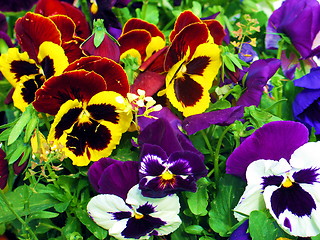 Image showing Pansies