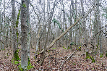 Image showing Untouched deciduous forest in a swedish nature reserve on the is