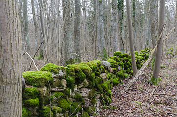 Image showing Old green moss covered dry stone wall in a forest