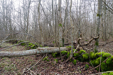 Image showing Deciduous forest with natural thinning in a nature reserve