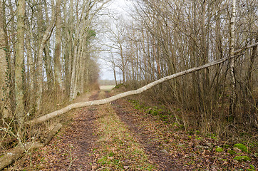 Image showing Fallen tree blocking a country road