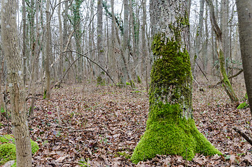 Image showing Mossy green old tree root in a forest