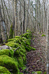 Image showing Vivid green dry stone wall 