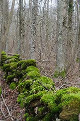 Image showing Intense green mossy dry stone wall 