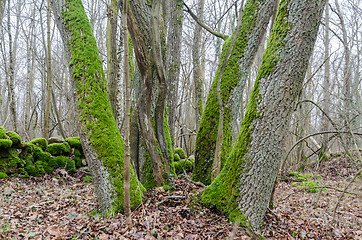 Image showing Group with old mossy tree trunks in a nature reserve