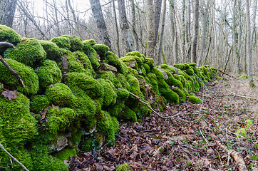 Image showing Beautiful green moss covered dry stone wall