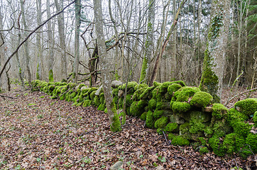 Image showing Bright deciduous forest with a  green moss covered dry stone wal