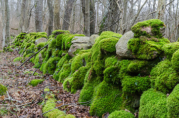 Image showing Colorful moss covered dry stone wall