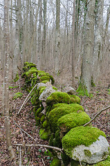 Image showing Old mossy dry stone wall in a grey forest